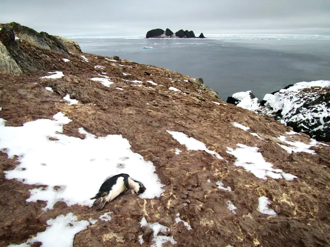 Overview of sections of the Adelie penguin colony at Beagle Island. A few Adelie penguin carcasses can be seen sparsely distributed on the rocks. Comb Island is visible in the background. Credits: Ralph Vanstreels.