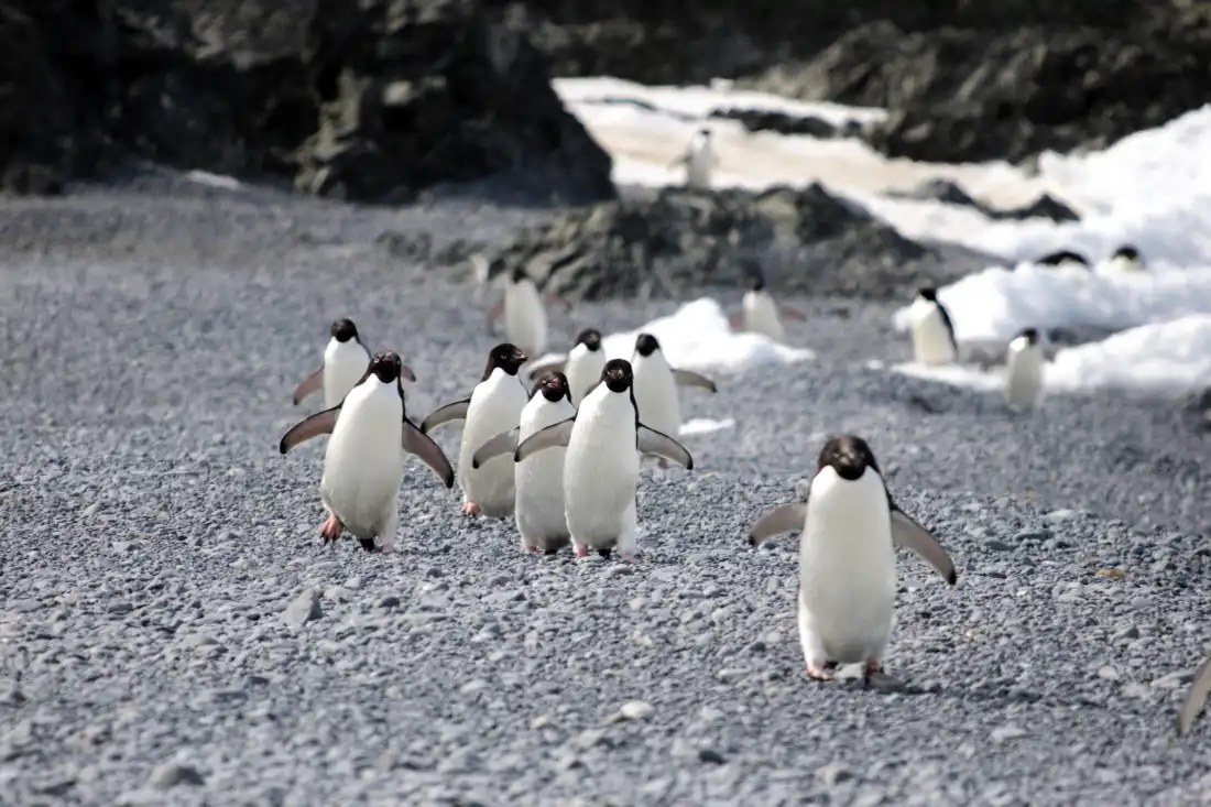 Adélie penguins. This photo shows a small group of Adelie penguins returning to the colony. This photo was taken at a time and different location, unrelated to the study. Photo credits: Ralph Vanstreels.
