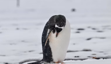 World’s largest penguin colony loses two-thirds of its population