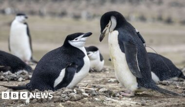 World's largest penguin colony hit by 'alarming' decline in numbers - BBC