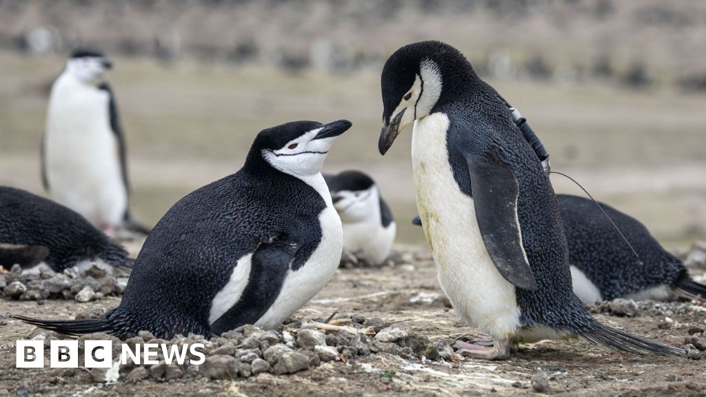 World's largest penguin colony hit by 'alarming' decline in numbers - BBC