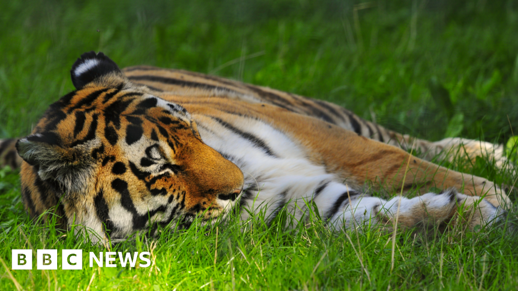 Man attacked by tiger at Yorkshire Wildlife Park - BBC