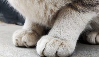 Local veterinarian has licence suspended over botched cat spay