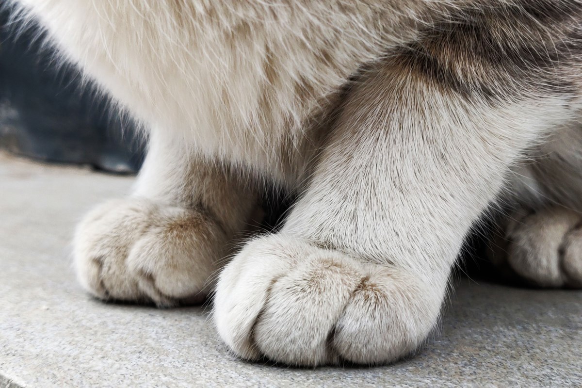 Local veterinarian has licence suspended over botched cat spay