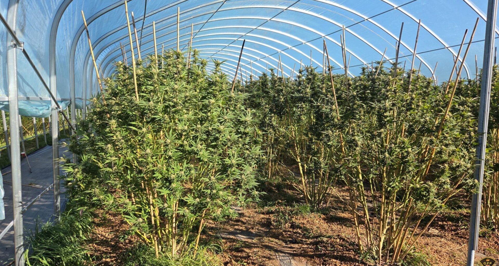 Six people charged in $7.9 million illegal cannabis grow-op
