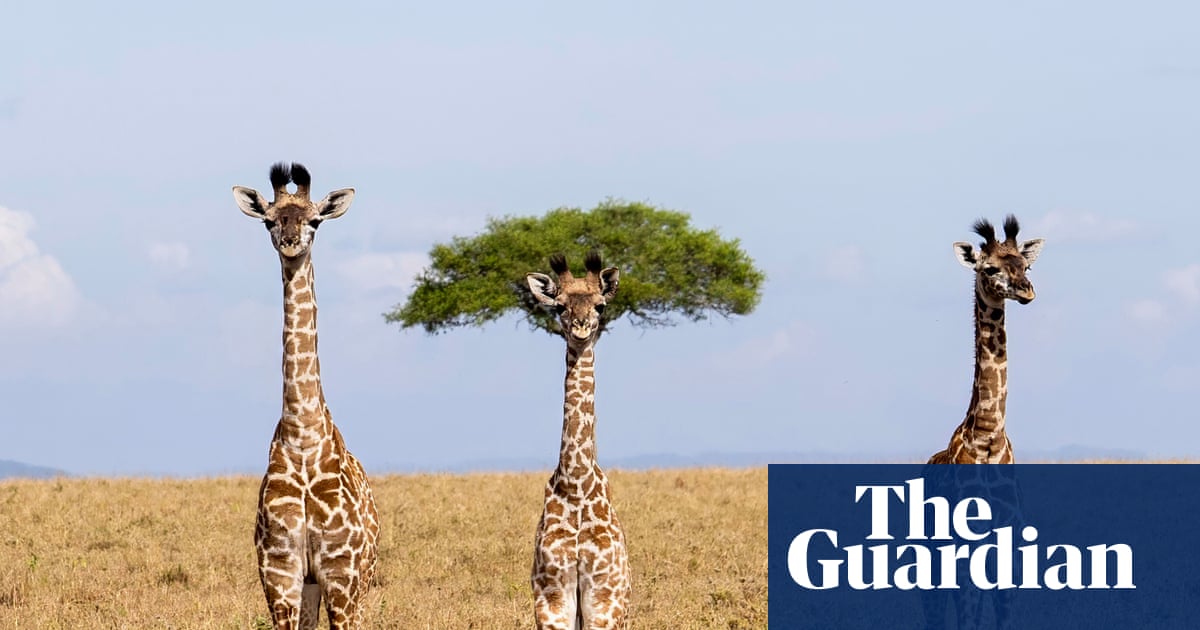 Comedy wildlife photography award finalists 2026 – in pictures - The Guardian