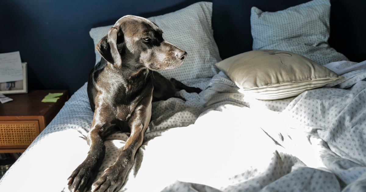 The secret to a good night’s rest? Let sleeping dogs lie next to you