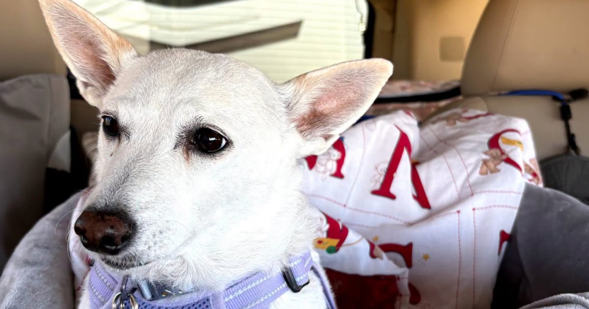 Luna, dog missing for more than a month in Yellowstone, is found safe