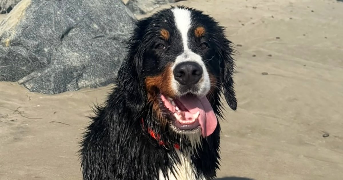 Californian’s bill targets negligent pet boarding facilities after dog’s viral death