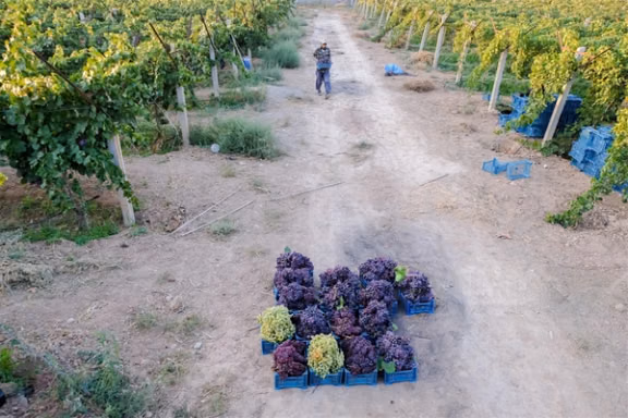 Freshly harvested grapes in crates at a vineyard in Ruyan, Semnan province, northern Iran, August 31, 2026.