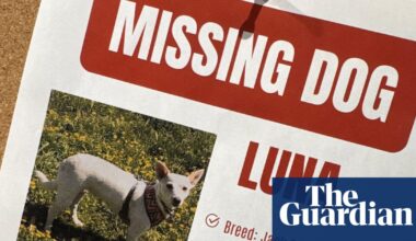 Luna, dog missing in Yellowstone for a month, is reunited with her owners | Dogs