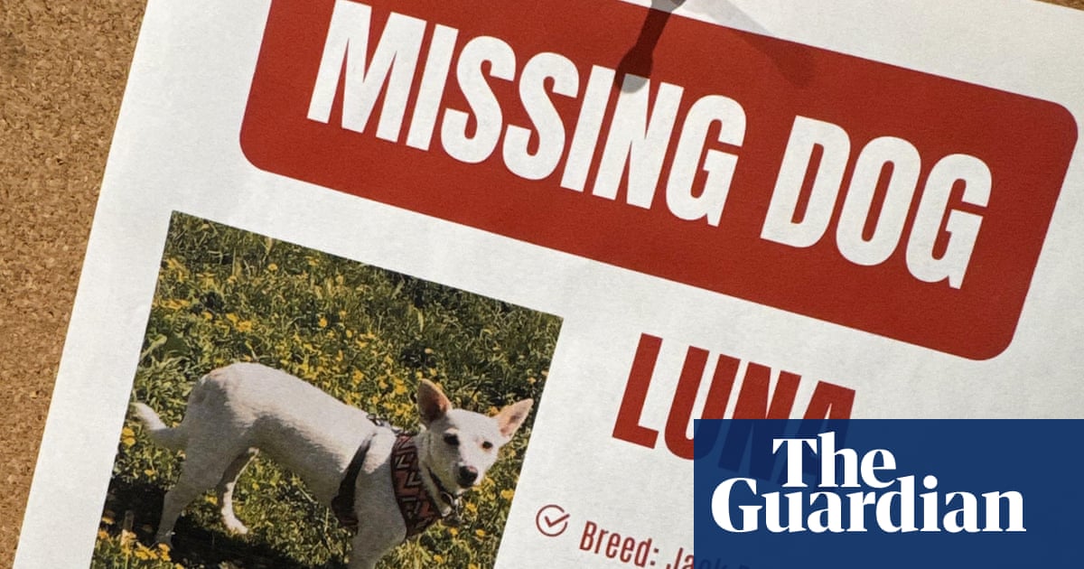Luna, dog missing in Yellowstone for a month, is reunited with her owners | Dogs