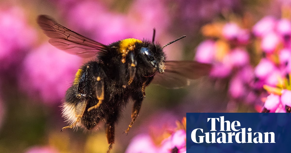 Next UK banknotes to feature barn owls, bumblebees, puffins and hedgehogs | Bank of England