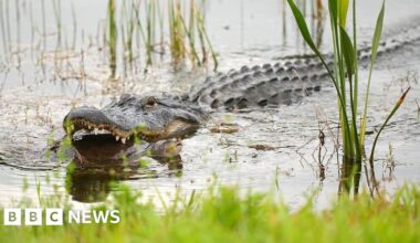 Alligator kills 71-year-old man fishing in Florida - BBC