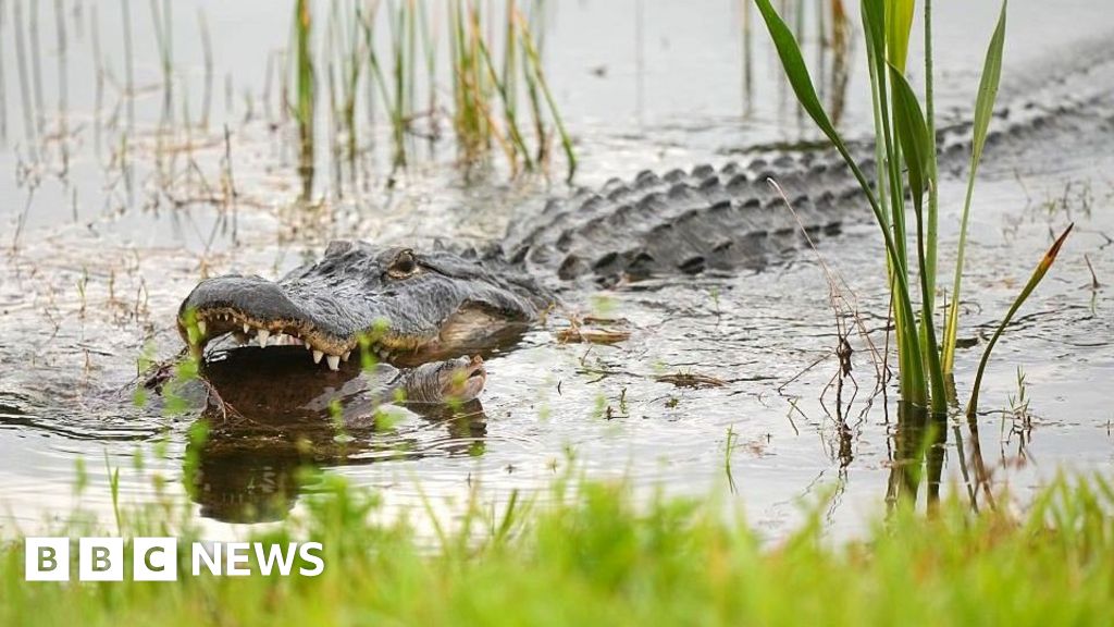 Alligator kills 71-year-old man fishing in Florida - BBC