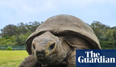 Jonathan the giant tortoise, 194, offers up insight into secrets of longevity | Ageing