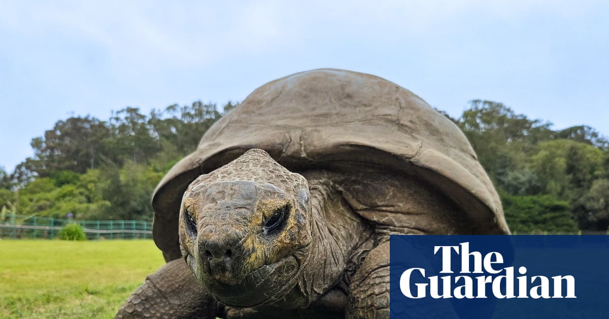 Jonathan the giant tortoise, 194, offers up insight into secrets of longevity | Ageing