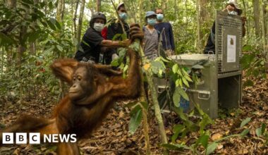 Orangutans released back into Borneo forest after devastating fires - BBC