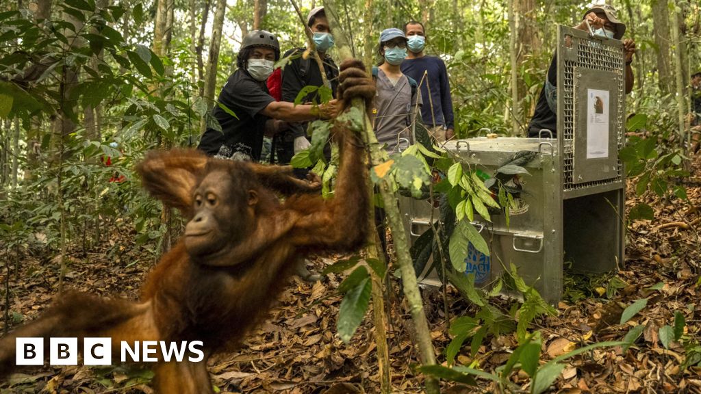Orangutans released back into Borneo forest after devastating fires - BBC