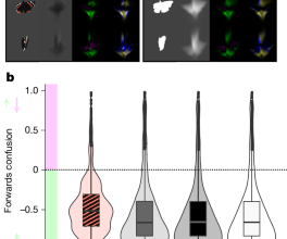 Butterfly wing patterns in flight create powerful illusory motion cues