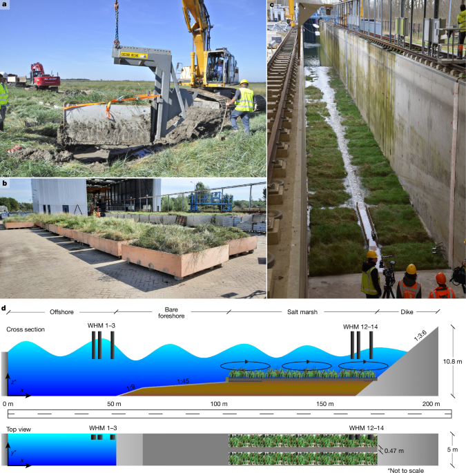 The contribution of salt marshes to wave attenuation during extreme storms