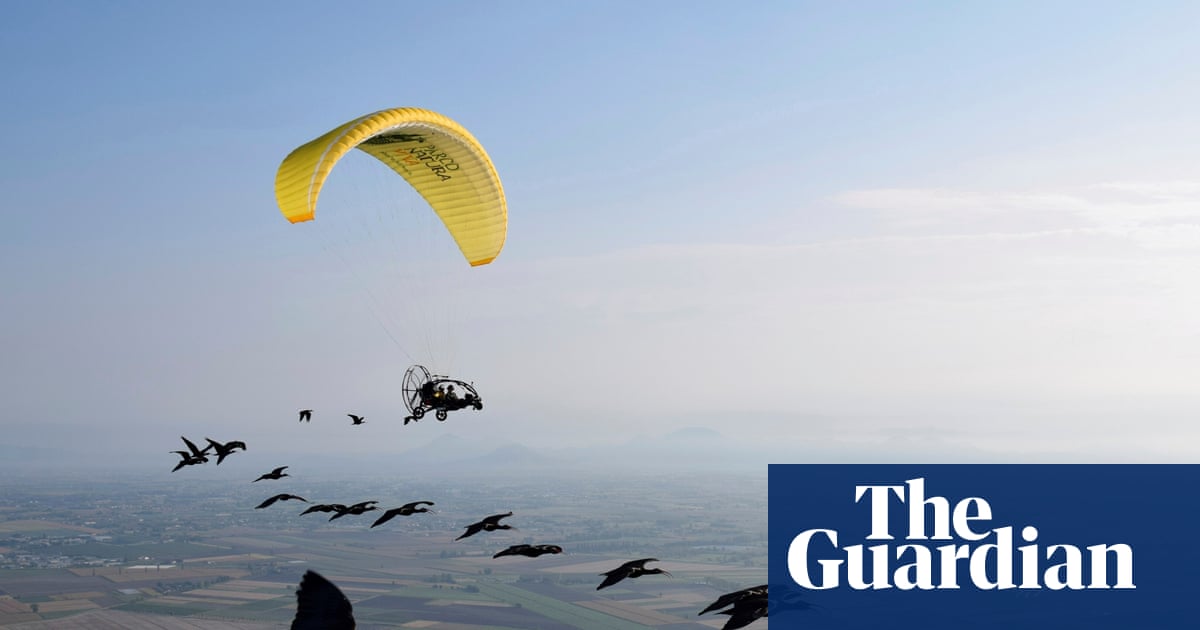 Rare northern bald ibises take flight in human-led European migration project | Birds