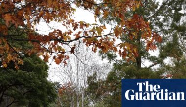 ‘False autumn’: stressed trees drop leaves early after scorching English summer | Autumn