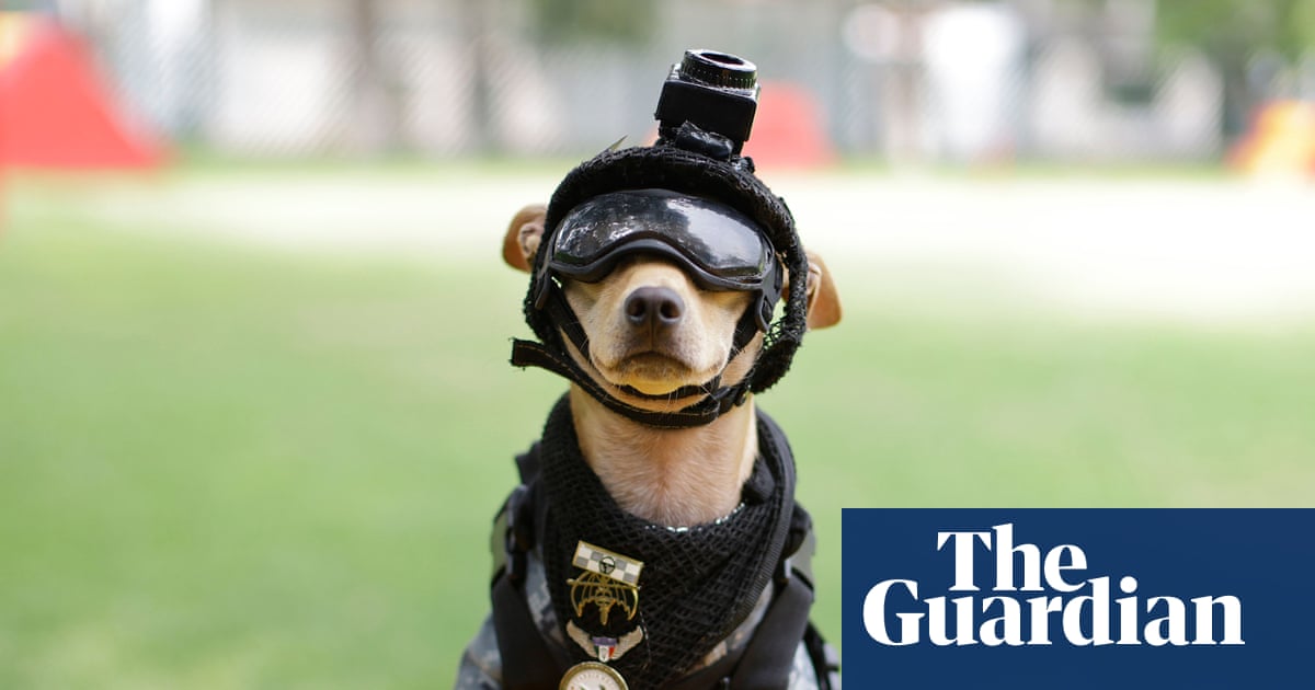 Paw patrol: Mexico debuts tiniest national guard recruit | Mexico