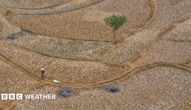 An aerial photo taken with a drone shows a shepherd herding sheep on a dried-up paddy field in Jonggol, West Java, Indonesia