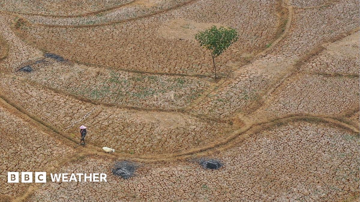 An aerial photo taken with a drone shows a shepherd herding sheep on a dried-up paddy field in Jonggol, West Java, Indonesia