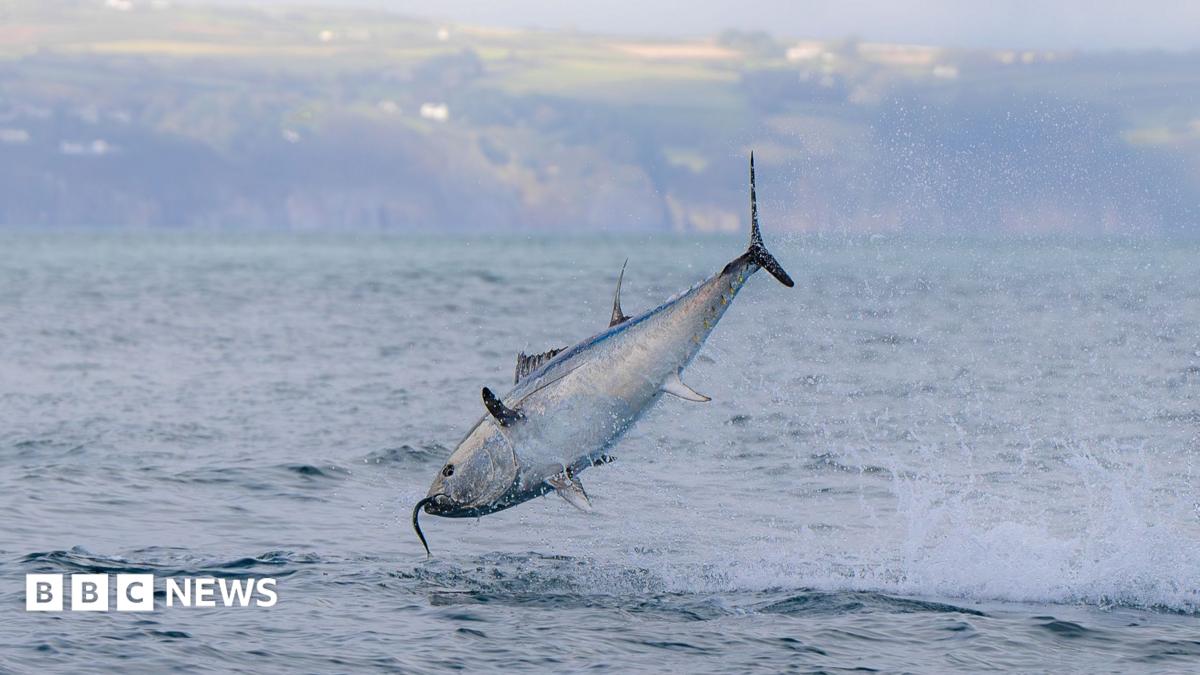 A silvery blue fish jumps out of the sea to catch a smaller fish which can be seen protruding from its mouth. In the background a hazy view of green fields can be seen and the edge of a cloudy grey sky