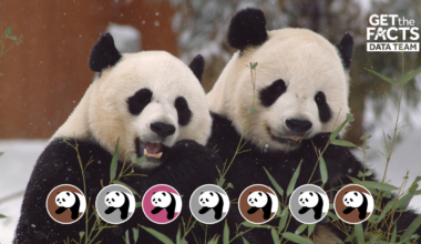 Panda diplomacy: Every pair loaned from China