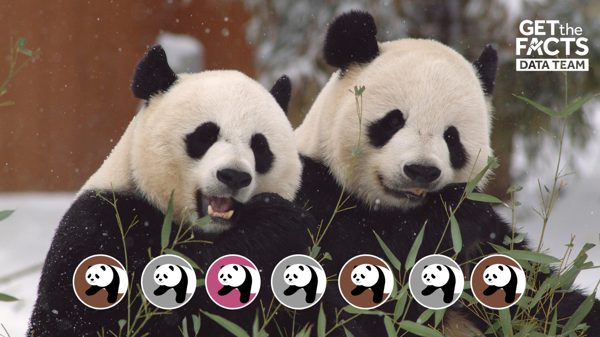 Panda diplomacy: Every pair loaned from China