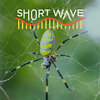 Joro spider sits in the middle of a spider web.
