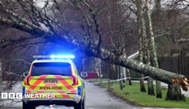 A police car with its warning lights on in front of a tree that has been blown over in a storm