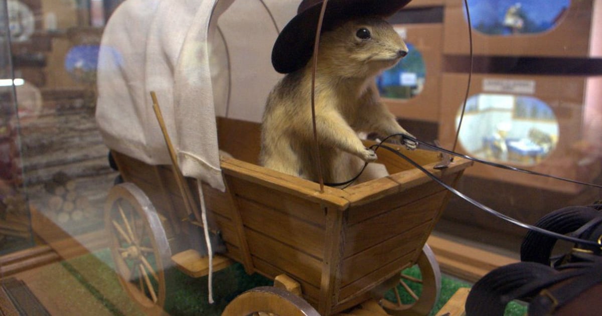 Alberta’s gopher museum shut down until further notice - CTV News