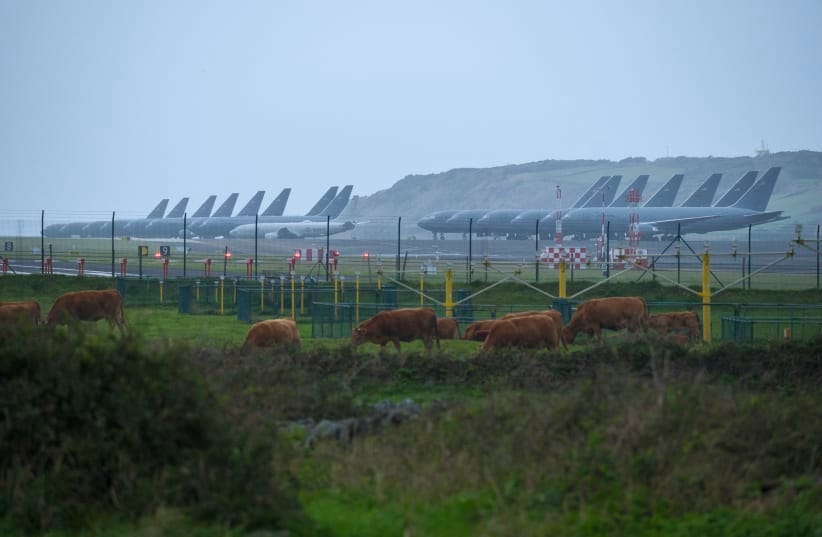 Cattle graze in front of a row of some fifteen US Airforce KC-46 Pegasus tankers and one P-8 Poseidon tankers from the US Navy which are stationed at Lajes Air Base, Praia da Vitória, Terceira island, in the Azores archipielago in the Atlantic Ocean on February 23, 2026. 