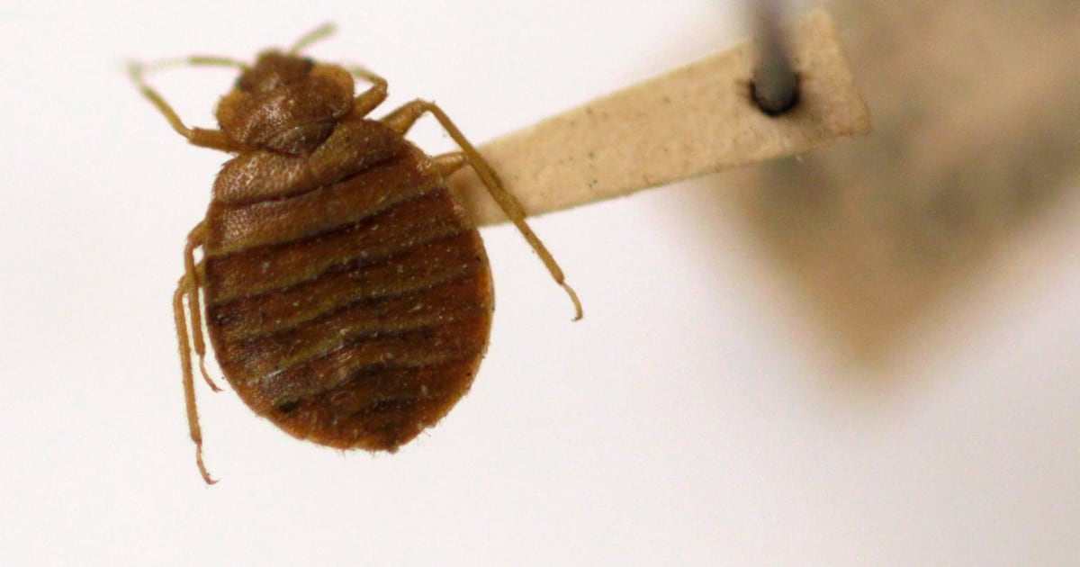 Qantas plane grounded after reported bedbug outbreak - CTV News