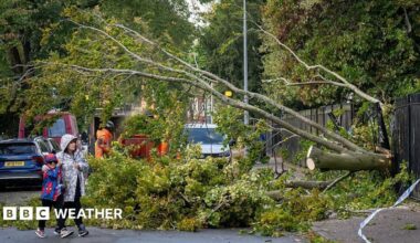 Fallen tree over a road with workmen trying to cut up and clear the branches from the road.  Pedestrians walking around the tree