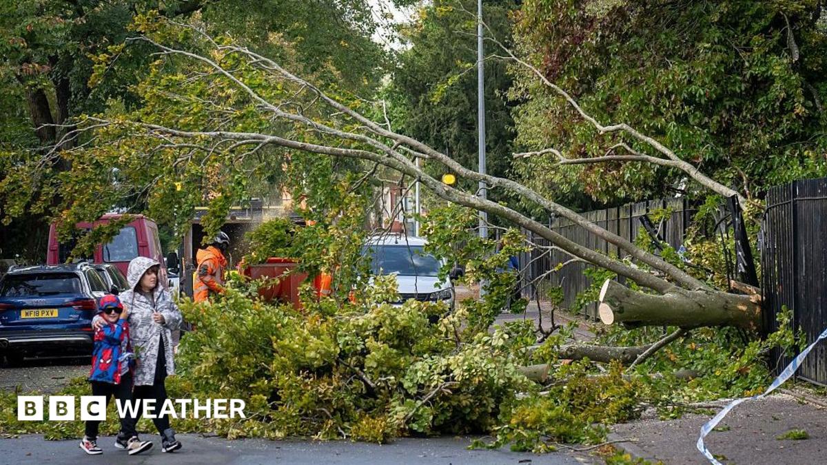 Fallen tree over a road with workmen trying to cut up and clear the branches from the road.  Pedestrians walking around the tree