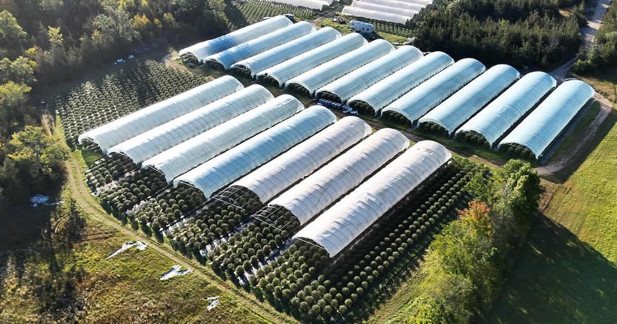 OPP seize $7.9M in illegal cannabis plants from Greater Napanee, Ont., grow op - CTV News