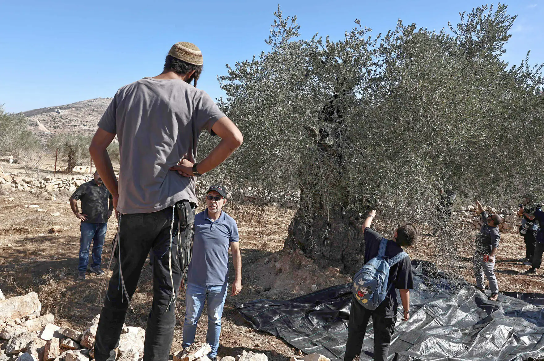 כל אירוע קטן עלול להתלקח. מסיק זיתים בכפר סילוואד, אוקטובר 2025 , אי.אף.פי