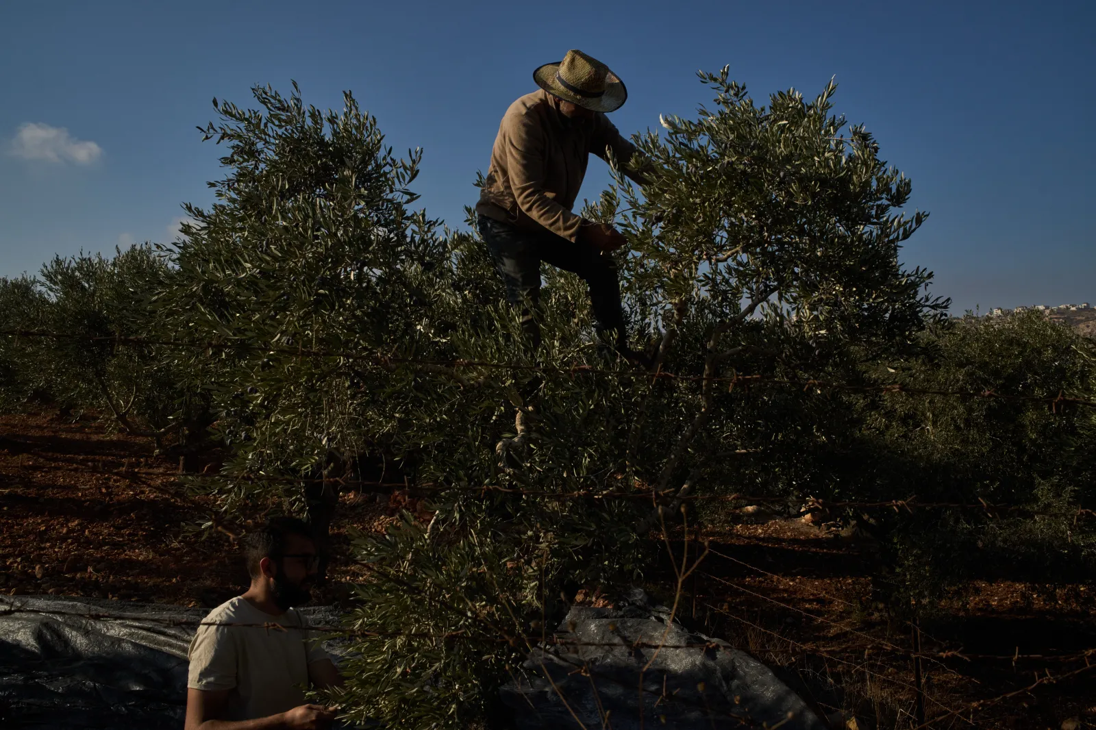 Palestinians harvest olives in the West Bank town of Turmus Ayya on Sunday.