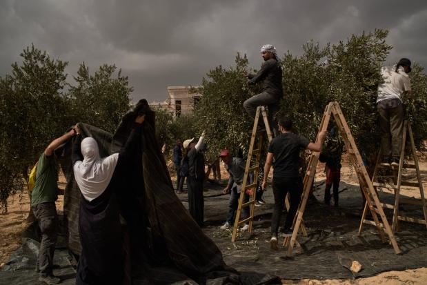 Palestinians and activists collect olives following an attack by Israeli settlers.