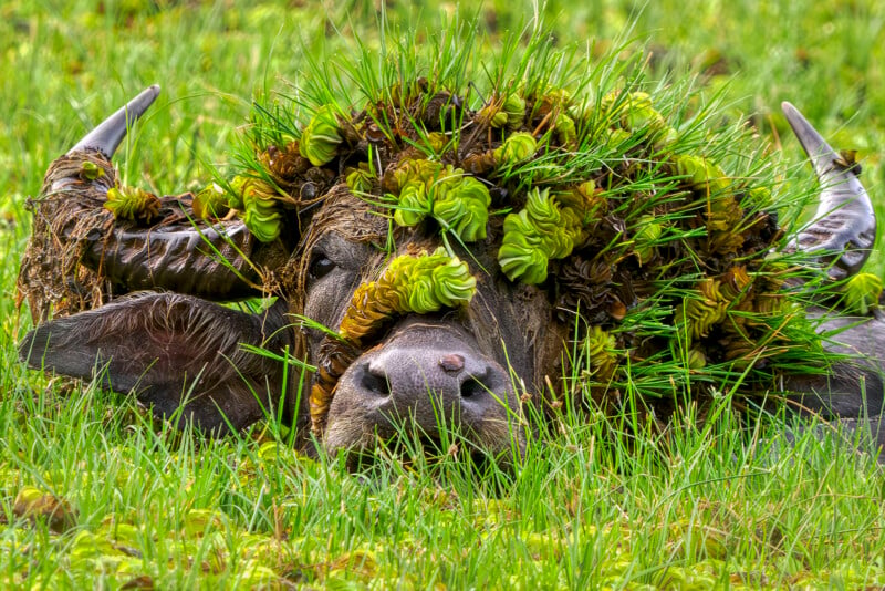 A water buffalo rests in a grassy field, its head and horns covered in aquatic plants and mud.