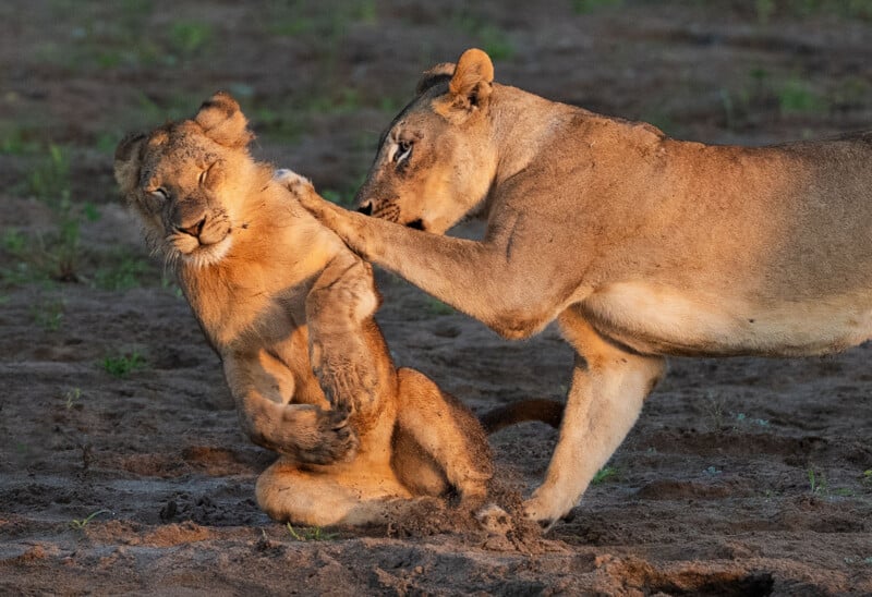 An adult lioness gently nudges a young lion cub with her paw while the cub sits on the sandy ground with its eyes closed.