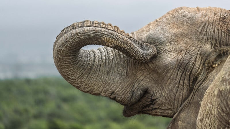 A close-up profile view of an elephant with its trunk curled upward against its forehead, set against a blurred green landscape.