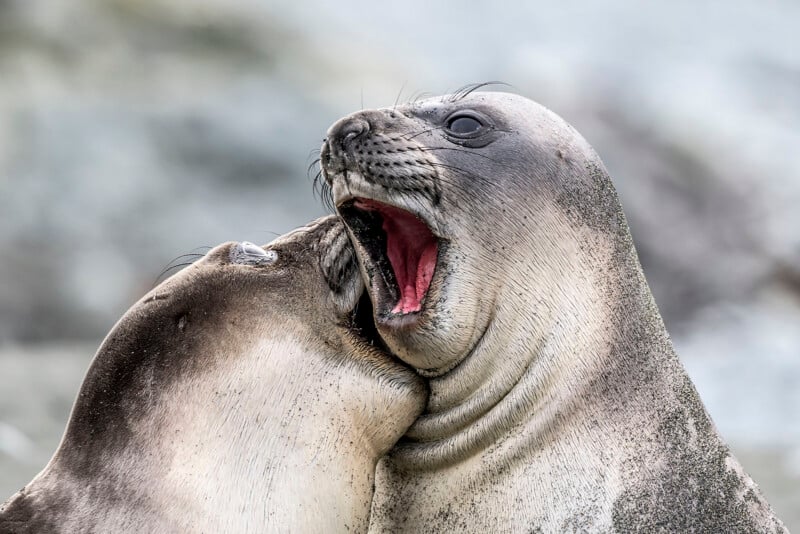 Two elephant seal pups interact, with one gently biting the neck of the other, which has its mouth wide open.