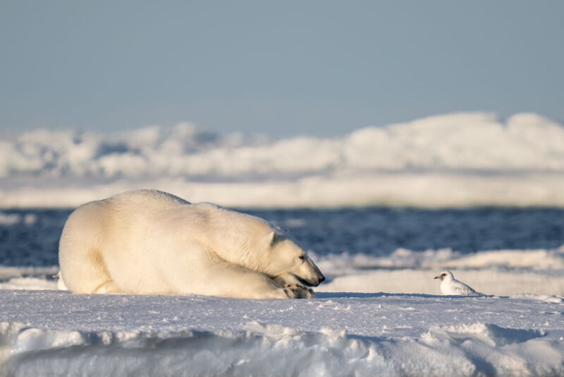 A polar bear lies on a flat ice floe, facing a small white bird standing a few feet away, with a backdrop of distant icebergs and dark water.