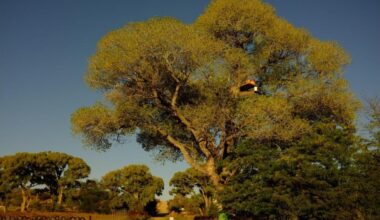 Federal agents in Southern Arizona arrested protestors who were attempting to protect large cottonwood trees from getting torn down. (Courtesy of the Sonoran Desert Press Office)